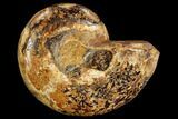 Sliced, Agatized Ammonite Fossil (half) - Jurassic #110736-1
